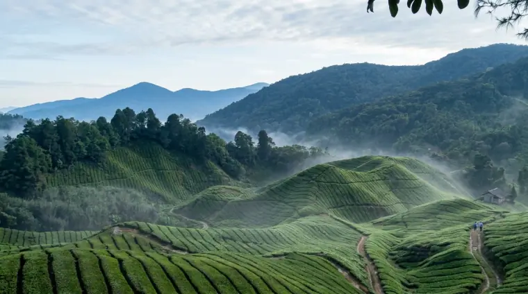 KL and Cameron Highlands 4D3N