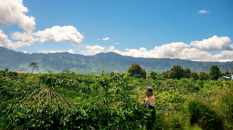 Bukittinggi Coffee Trail: Lasi Farm, Processor & Village Brew